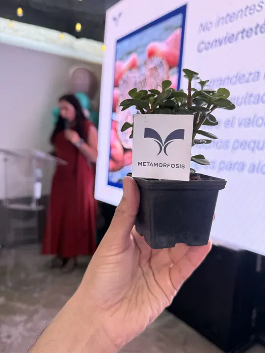 Planta en maceta que recibieron las asistentes durante el encuentro.